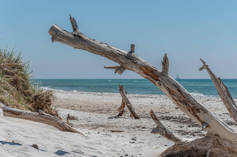 Driftwood Decor